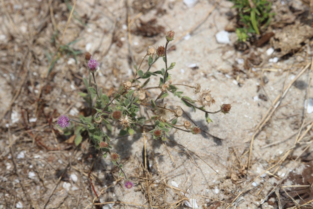 Blumea obliqua (L.) Druce